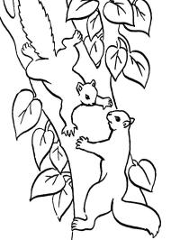 2 scoiattoli sull'albero