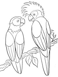 2 pappagalli