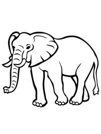 Elefante