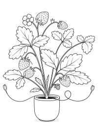 Piantina di fragole