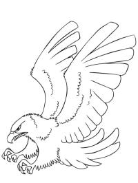 Aquila