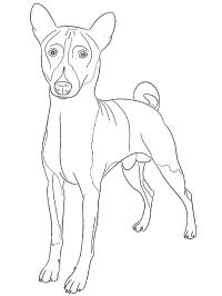 Basenji