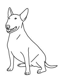 Bull terrier