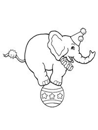 Elefante da circo su una palla