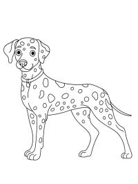 Dalmata