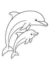 Delfino con cucciolo