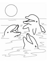 Delfini nel mare