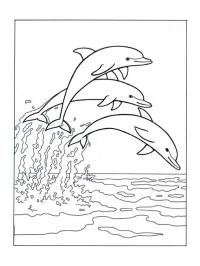 Delfini che saltano nel mare