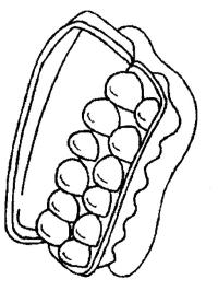 Cartone di uova