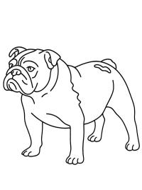 Bulldog inglese
