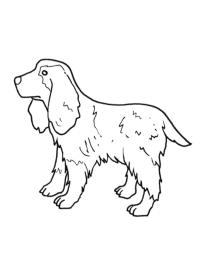 Cocker Spaniel inglese