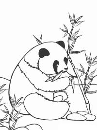 Il panda mangia