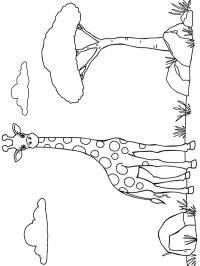 Giraffa allo stato brado