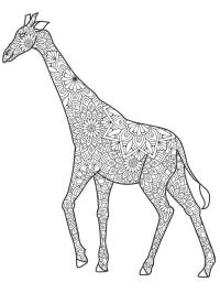 Giraffa per adulti