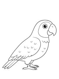 Pappagallo dalla coda rossa e grigia