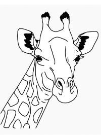 Testa di giraffa