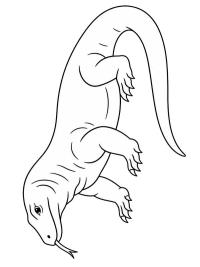 Drago di Komodo