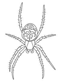 Ragno crociato