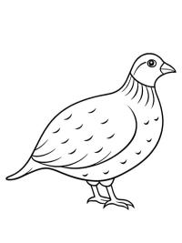 Quaglia