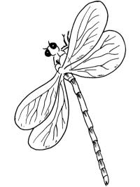 Libellula