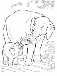 Elefante e cucciolo di elefante