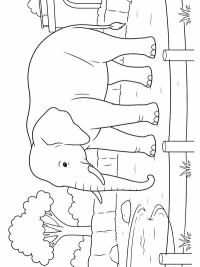 Elefante nello zoo