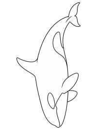 Orca