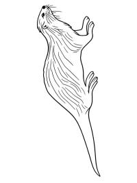 Lontra