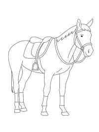 Cavallo Ozosnel