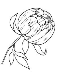 Peonia