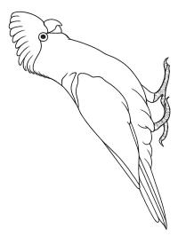 Cacatua rosa