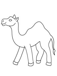 Camello