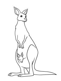 Canguro in piedi con il cucciolo nel marsupio