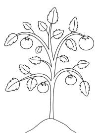 Piantina di pomodoro