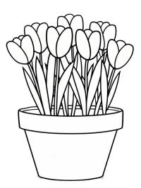 Tulipani in vaso
