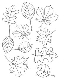 Diversi tipi di foglie autunnali