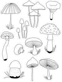 Diversi tipi di funghi