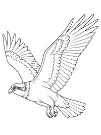 Falco pescatore