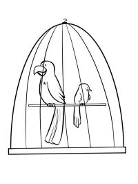Uccelli in gabbia