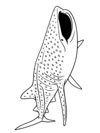 Squalo balena