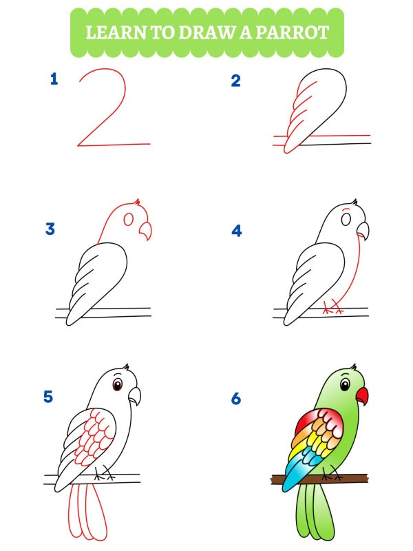 Come disegnare un pappagallo