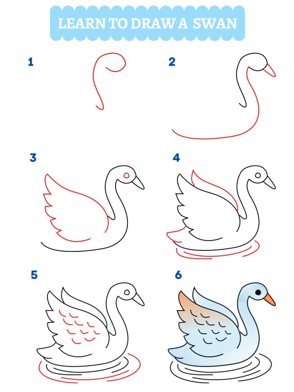 Come disegnare un cigno