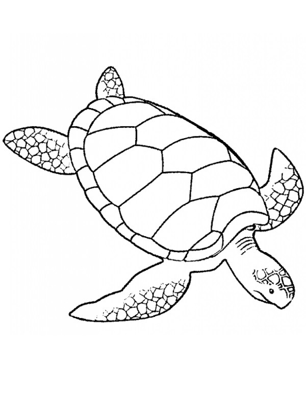 Tartaruga disegno da colorare
