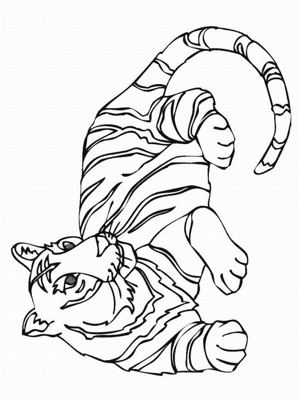 Tigre disegno da colorare