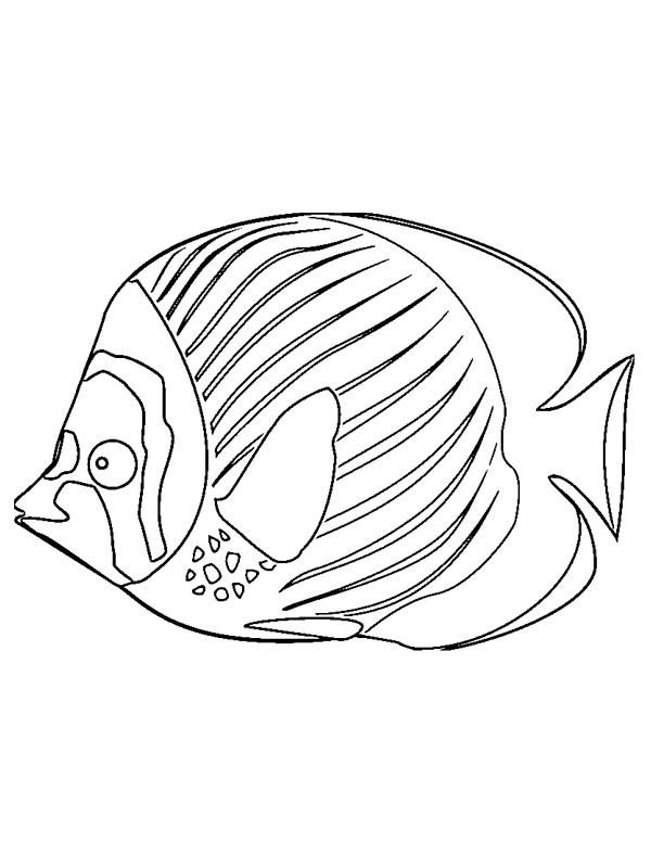 pesce disegno da colorare