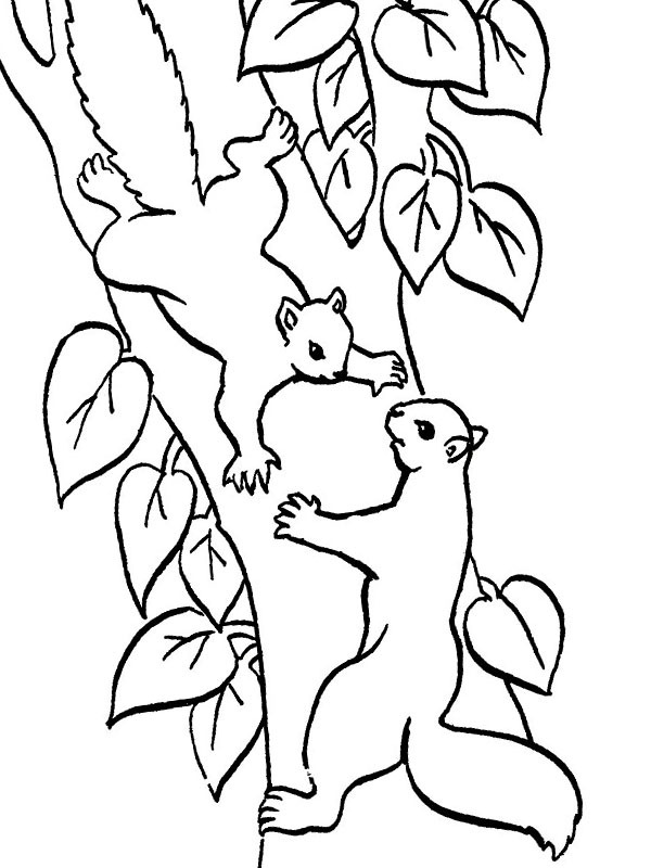 2 scoiattoli sull'albero disegno da colorare