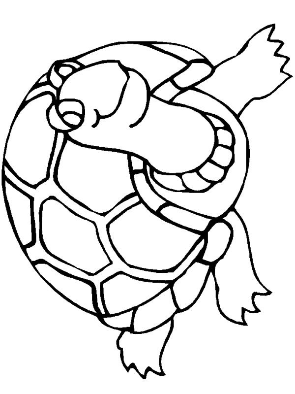 Tartaruga disegno da colorare