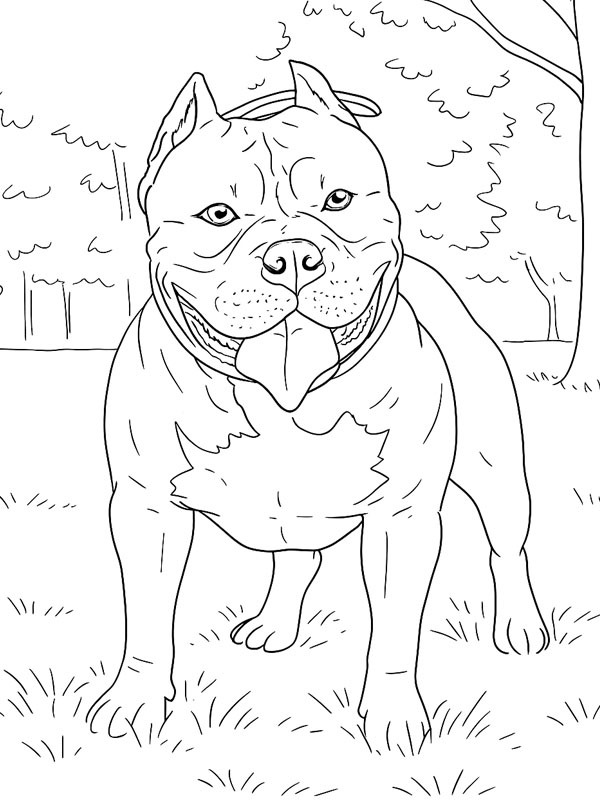 American bully disegno da colorare American bully disegno da colorare