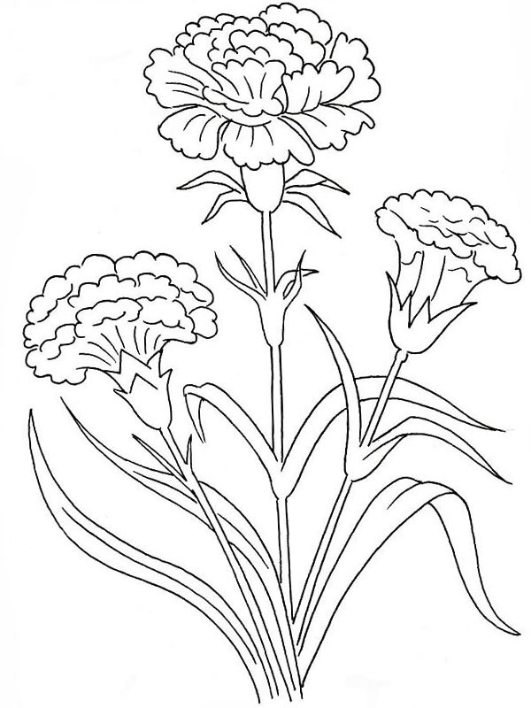 Dianthus disegno da colorare Dianthus disegno da colorare