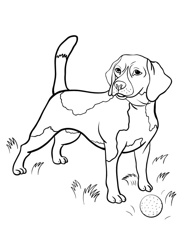 Beagle disegno da colorare Beagle disegno da colorare